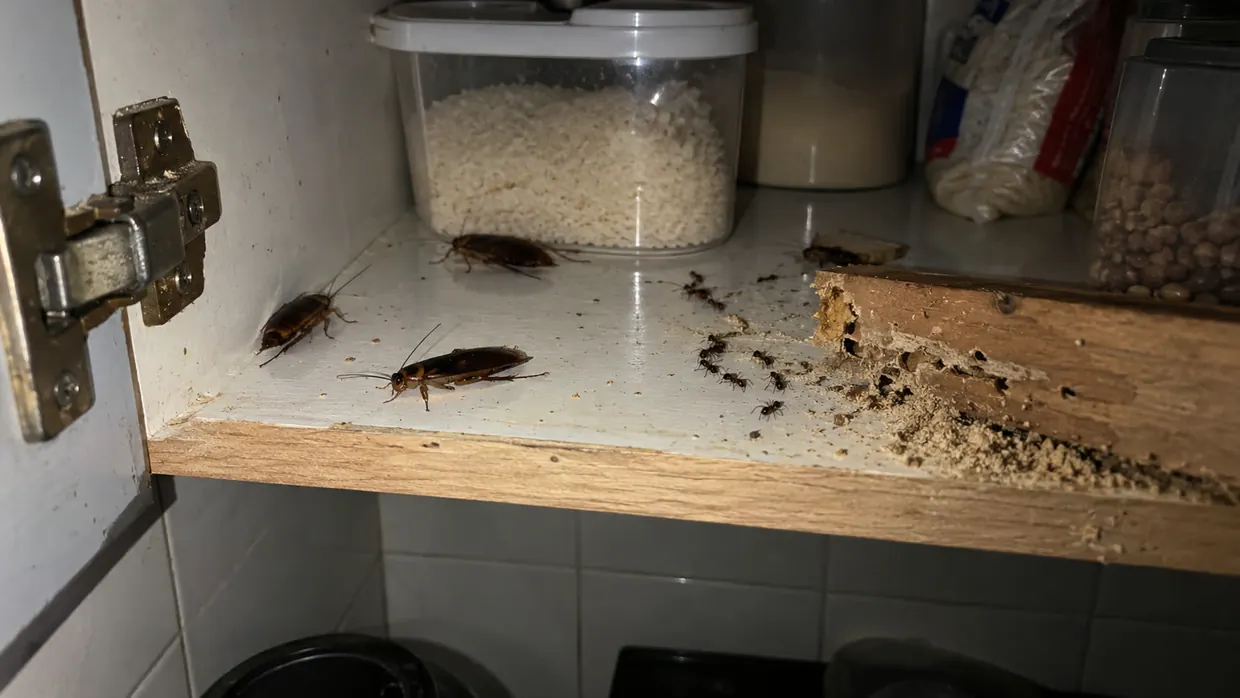 Baratas, formigas e cupim dentro de um armário de cozinha — pragas urbanas atendidas pela Love